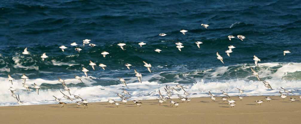 ILCE-6600  --  FE 200-600mm F5.6-6.3 G OSS -- 1/2000 sec at f / 6.3 -- ISO 800 -- 0 EV -- 