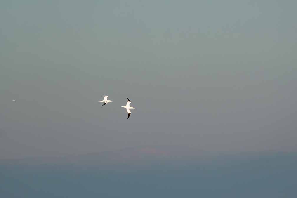 ILCE-6600  --  FE 200-600mm F5.6-6.3 G OSS -- 1/2000 sec at f / 6.3 -- ISO 320 -- 0 EV -- 