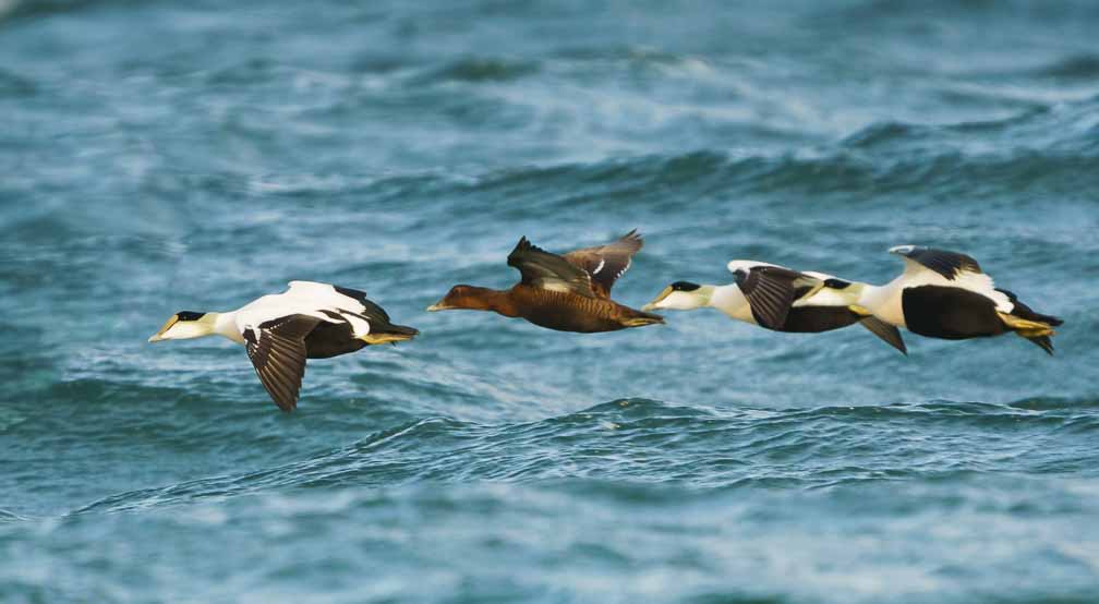 ILCE-6600  --  FE 200-600mm F5.6-6.3 G OSS -- 1/2000 sec at f / 6.3 -- ISO 1600 -- 0 EV -- 