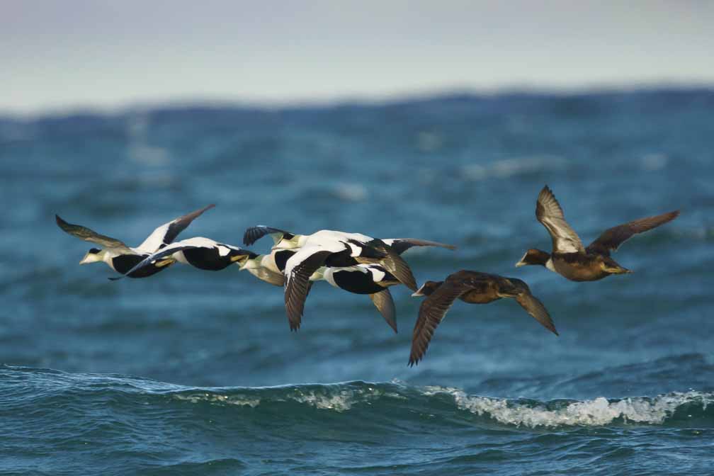 ILCE-6600  --  FE 200-600mm F5.6-6.3 G OSS -- 1/2000 sec at f / 6.3 -- ISO 1250 -- 0 EV -- 