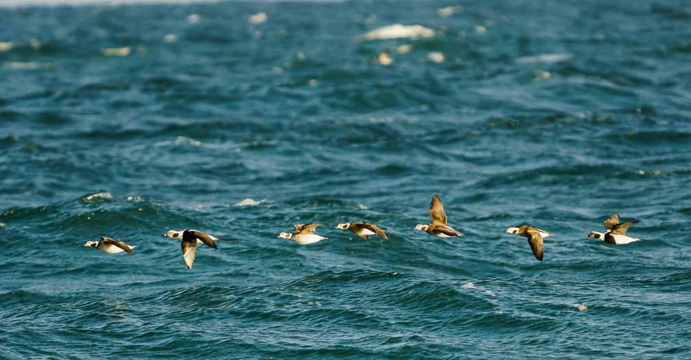 ILCE-6600  --  FE 200-600mm F5.6-6.3 G OSS -- 1/2000 sec at f / 6.3 -- ISO 1250 -- 0 EV -- 