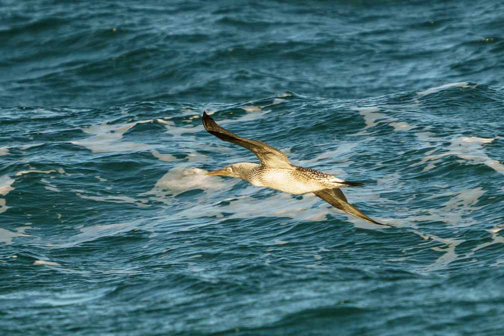 ILCE-6600  --  FE 200-600mm F5.6-6.3 G OSS -- 1/2000 sec at f / 6.3 -- ISO 1000 -- 0 EV -- 