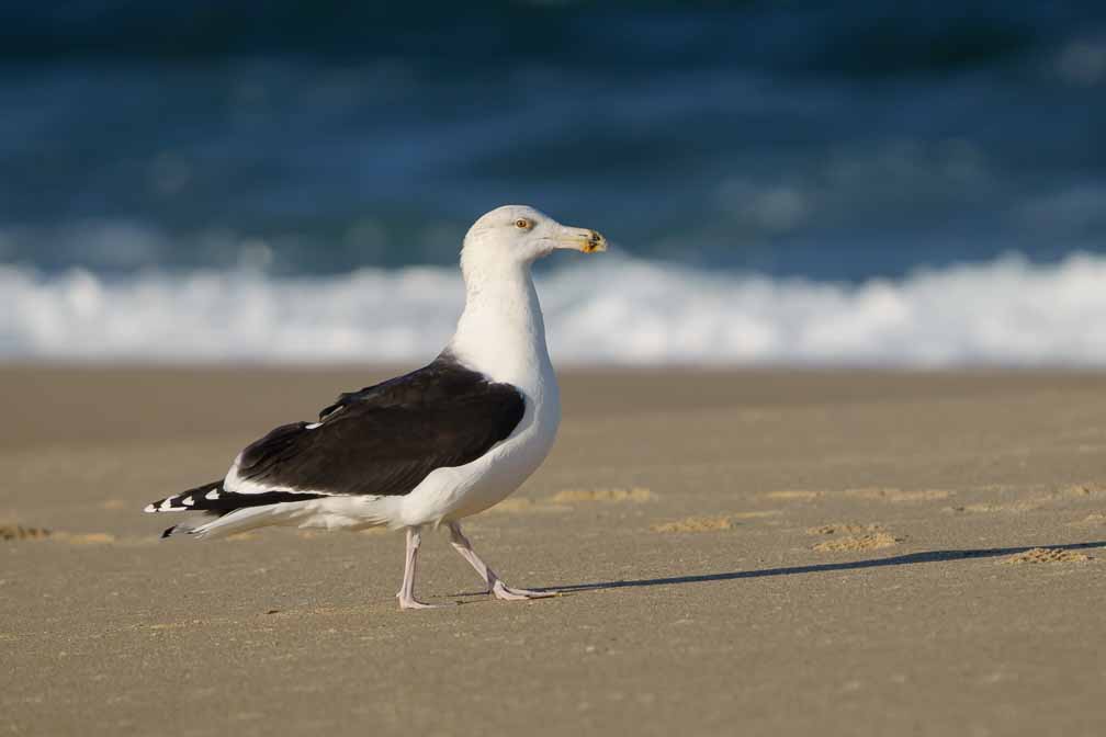 ILCE-6600  --  FE 200-600mm F5.6-6.3 G OSS -- 1/2000 sec at f / 6.3 -- ISO 400 -- 0 EV -- 