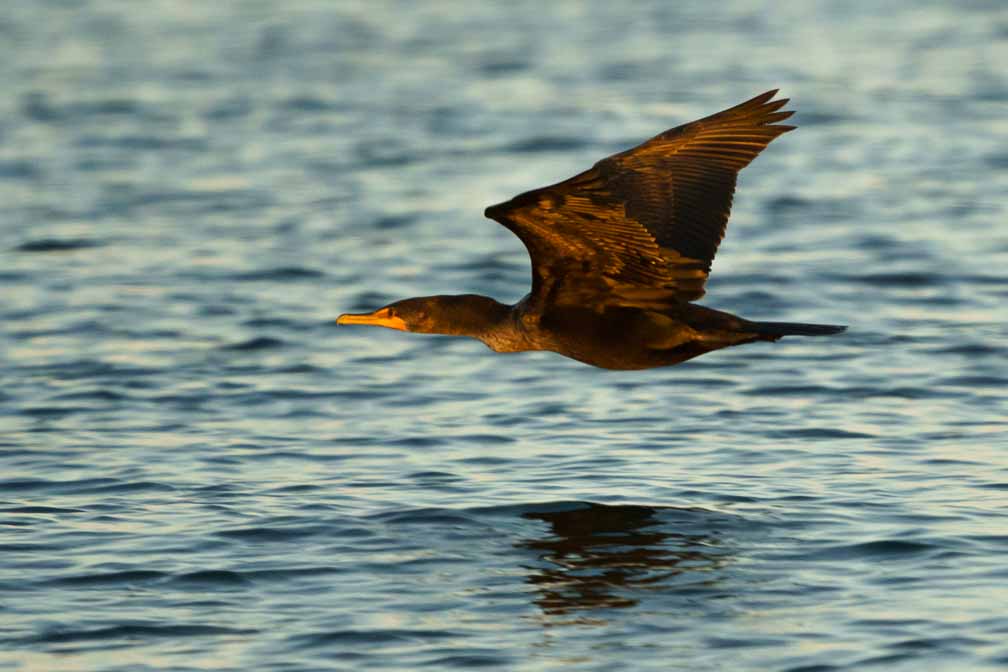 ILCE-6600  --  FE 200-600mm F5.6-6.3 G OSS -- 1/2000 sec at f / 6.3 -- ISO 1600 -- 0 EV -- 