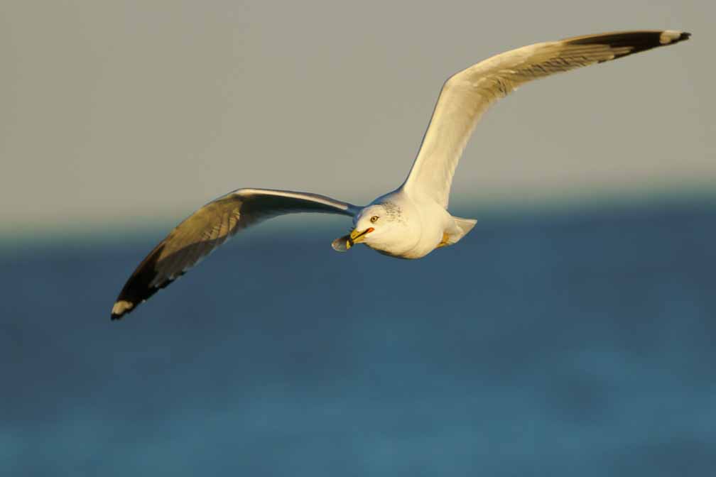 ILCE-6600  --  FE 200-600mm F5.6-6.3 G OSS -- 1/2000 sec at f / 6.3 -- ISO 640 -- 0 EV -- 