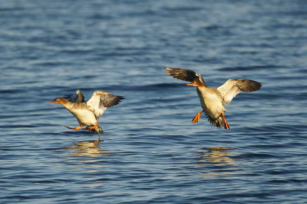 ILCE-6600  --  FE 200-600mm F5.6-6.3 G OSS -- 1/2000 sec at f / 6.3 -- ISO 500 -- 0 EV -- 