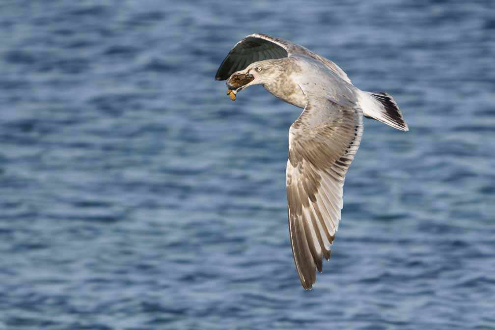 ILCE-6600  --  FE 200-600mm F5.6-6.3 G OSS -- 1/2000 sec at f / 6.3 -- ISO 320 -- 0 EV -- 