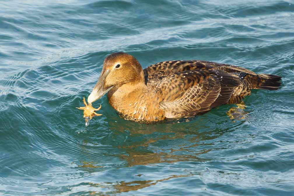 ILCE-6600  --  FE 200-600mm F5.6-6.3 G OSS -- 1/2000 sec at f / 6.3 -- ISO 1000 -- 0 EV -- 