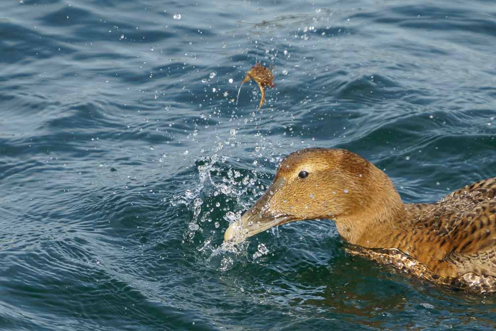 ILCE-6600  --  FE 200-600mm F5.6-6.3 G OSS -- 1/2000 sec at f / 6.3 -- ISO 800 -- 0 EV -- 