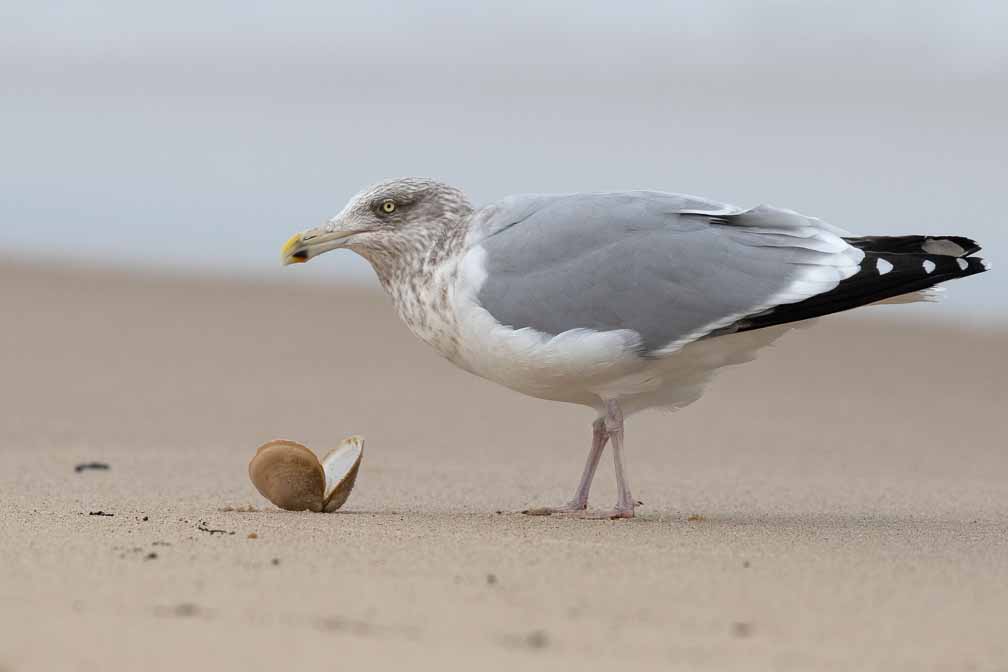 Canon EOS 7D Mark II  --  EF600mm f/4L IS II USM -- 1/2500 sec at f / 5.6 -- ISO 400 -- 0 EV -- 