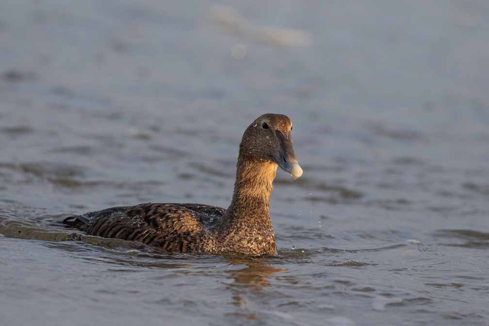 Canon EOS 7D Mark II  --  EF600mm f/4L IS II USM -- 1/5000 sec at f / 4.5 -- ISO 800 -- 0 EV -- 