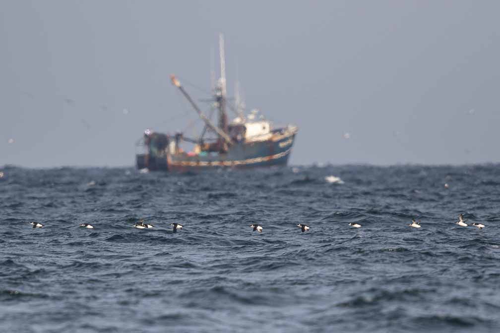 Canon EOS 7D Mark II  --  EF600mm f/4L IS II USM -- 1/3200 sec at f / 4.5 -- ISO 320 -- 0 EV -- 