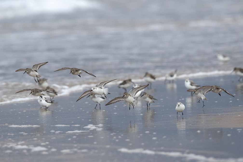 Canon EOS 7D Mark II  --  EF600mm f/4L IS II USM -- 1/2500 sec at f / 5.0 -- ISO 800 -- 0 EV -- 