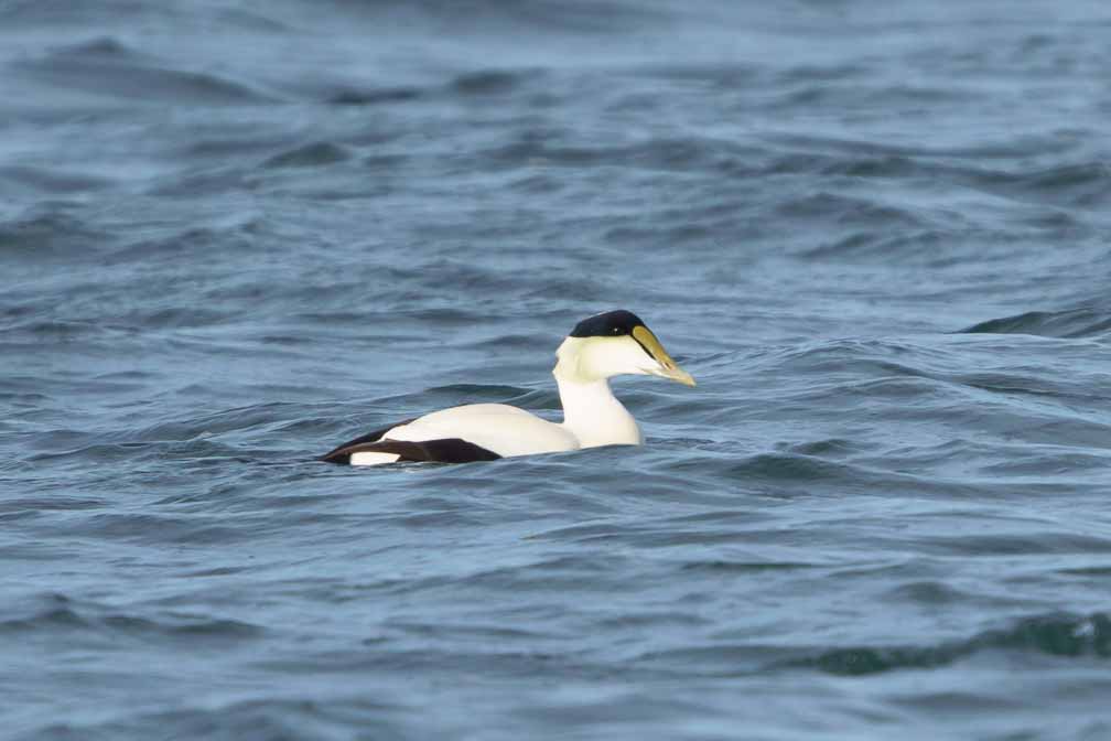 ILCE-6600  --  FE 200-600mm F5.6-6.3 G OSS -- 1/2000 sec at f / 6.3 -- ISO 500 -- 0 EV -- 