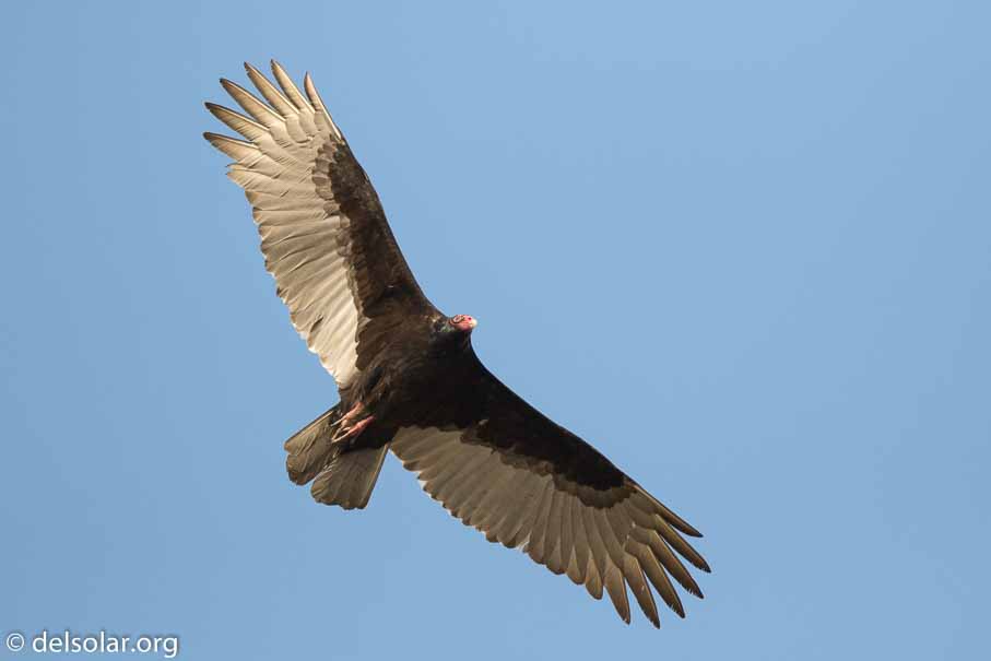 Canon EOS 7D Mark II  --  EF600mm f/4L IS II USM -- 1/5000 sec at f / 4.5 -- ISO 800 -- 1 EV -- 