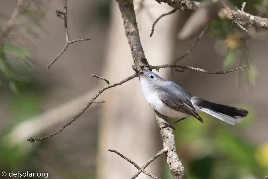 Canon EOS 7D Mark II  --  EF600mm f/4L IS II USM -- 1/1600 sec at f / 4.5 -- ISO 800 -- 1 EV -- 