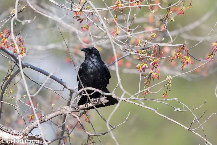 Canon EOS 7D Mark II  --  EF600mm f/4L IS II USM -- 1/2500 sec at f / 4.5 -- ISO 800 -- 1 EV -- 