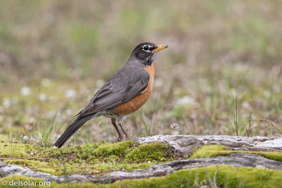 Canon EOS 7D Mark II  --  EF600mm f/4L IS II USM -- 1/5000 sec at f / 4.5 -- ISO 1250 -- 1/3 EV -- 