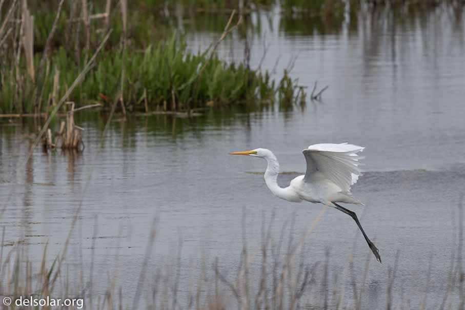 Canon EOS 7D Mark II  --  EF600mm f/4L IS II USM -- 1/2000 sec at f / 6.3 -- ISO 200 -- 1/3 EV -- 