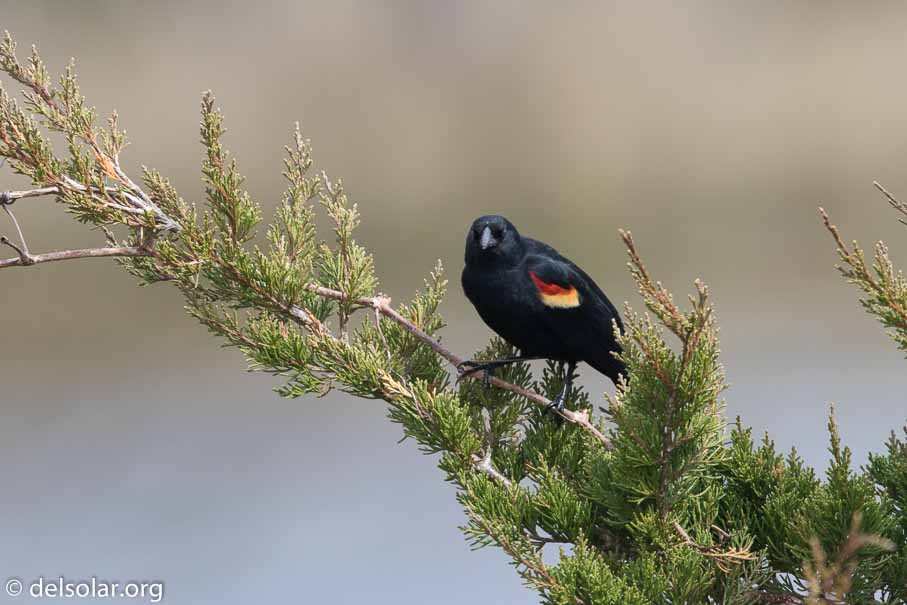 Canon EOS 7D Mark II  --  EF600mm f/4L IS II USM -- 1/500 sec at f / 6.3 -- ISO 200 -- 1/3 EV -- 