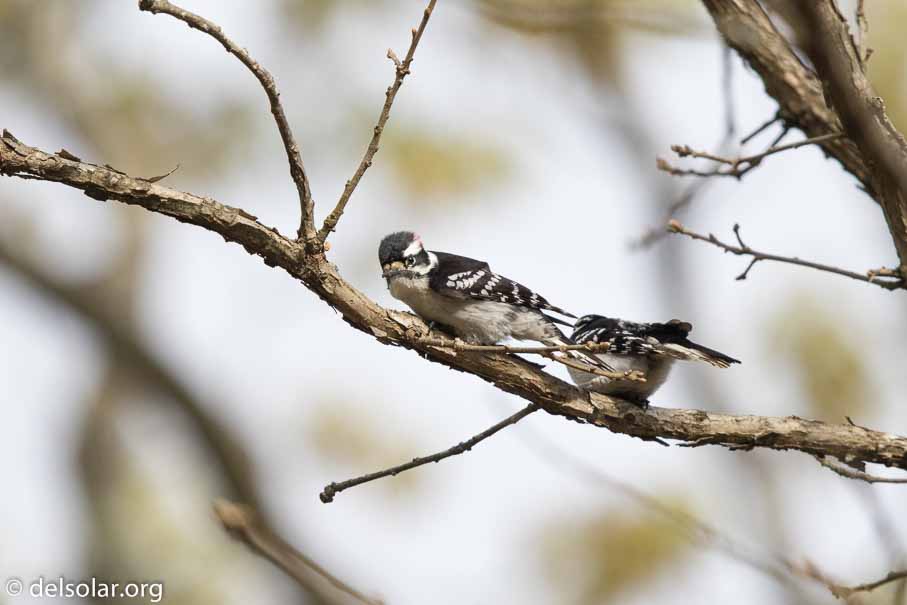 Canon EOS 7D Mark II  --  EF600mm f/4L IS II USM -- 1/4000 sec at f / 5.0 -- ISO 500 -- 2/3 EV -- 