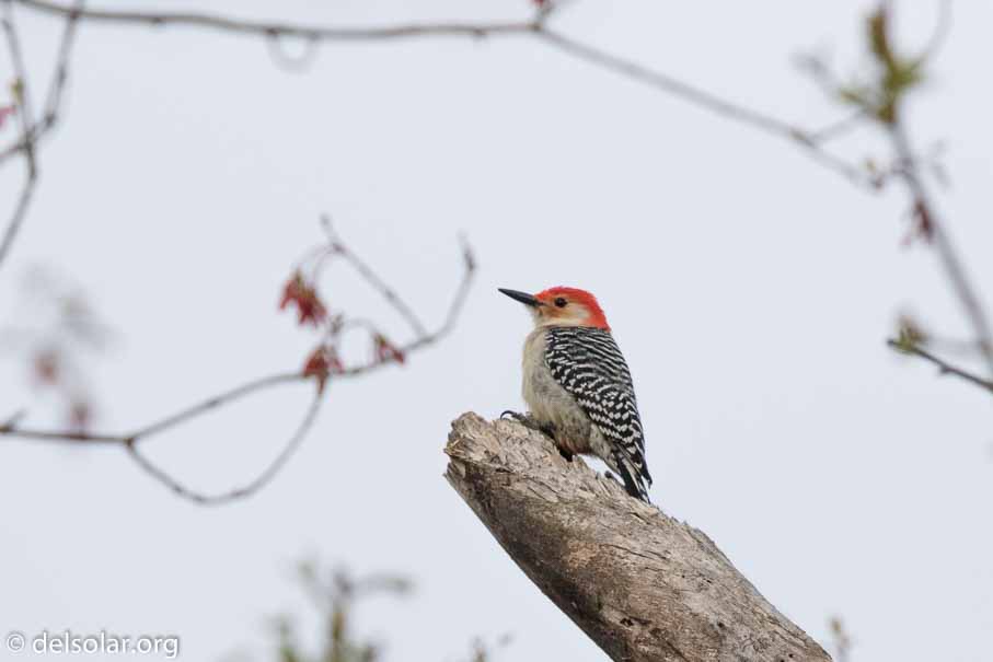 Canon EOS 7D Mark II  --  EF600mm f/4L IS II USM -- 1/4000 sec at f / 5.0 -- ISO 500 -- 2/3 EV -- 