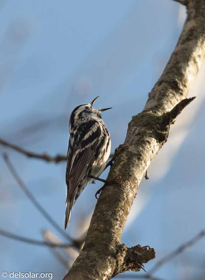 Canon EOS 7D Mark II  --  EF600mm f/4L IS II USM -- 1/2500 sec at f / 5.0 -- ISO 500 -- 2/3 EV -- 