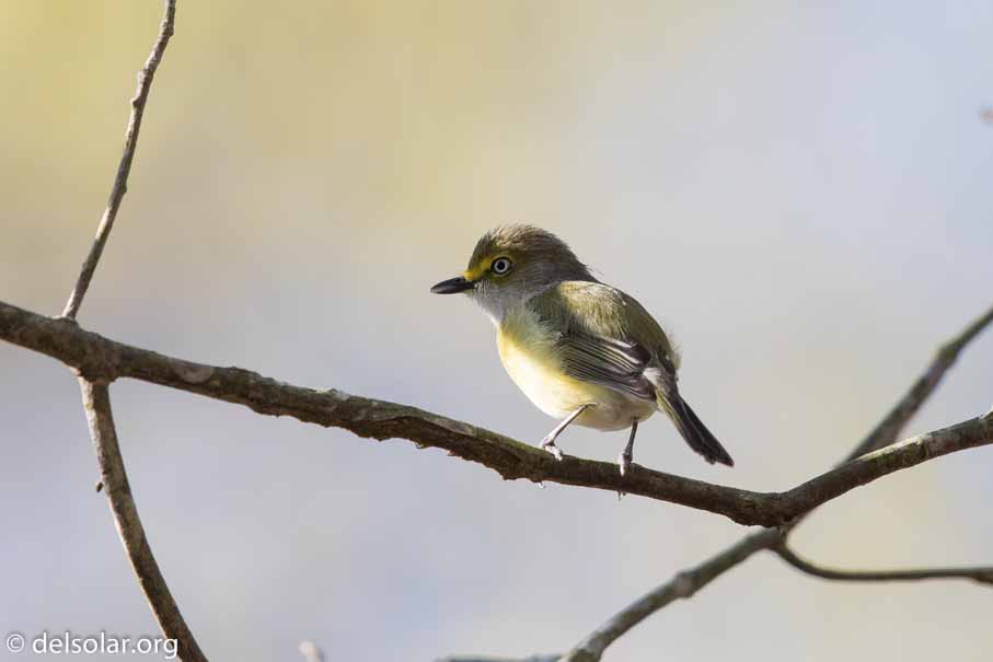 Canon EOS 7D Mark II  --  EF600mm f/4L IS II USM -- 1/1250 sec at f / 5.0 -- ISO 500 -- 1 1/3 EV -- 