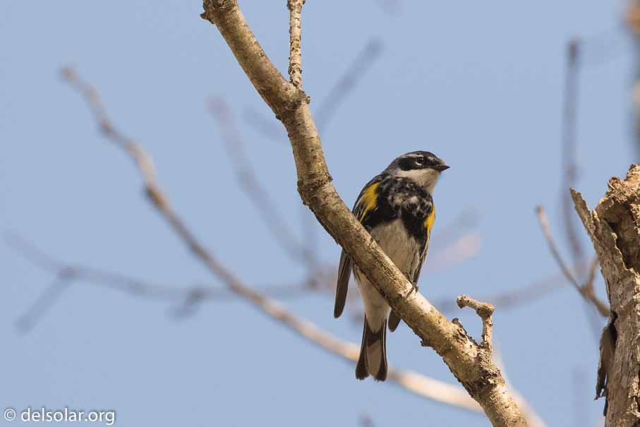 Canon EOS 7D Mark II  --  EF600mm f/4L IS II USM -- 1/3200 sec at f / 5.0 -- ISO 500 -- 1/3 EV -- 