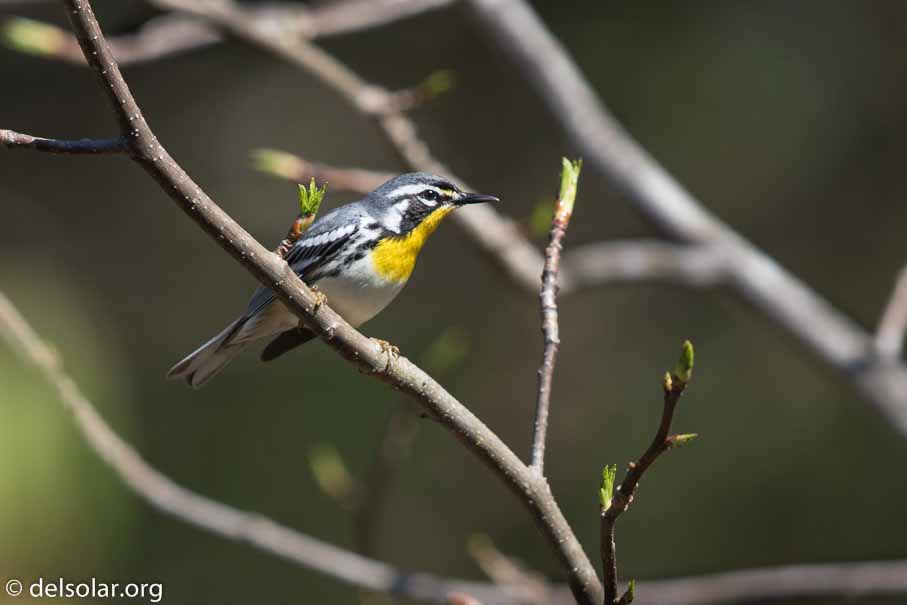 Canon EOS 7D Mark II  --  EF600mm f/4L IS II USM -- 1/1000 sec at f / 5.0 -- ISO 320 -- 0 EV -- 