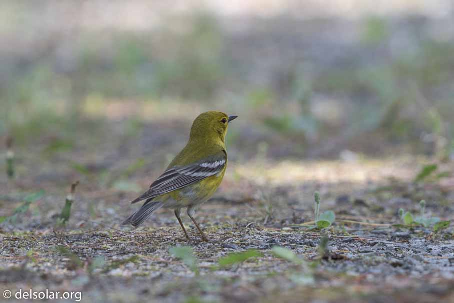 Canon EOS 7D Mark II  --  EF600mm f/4L IS II USM -- 1/160 sec at f / 5.0 -- ISO 160 -- 0 EV -- 