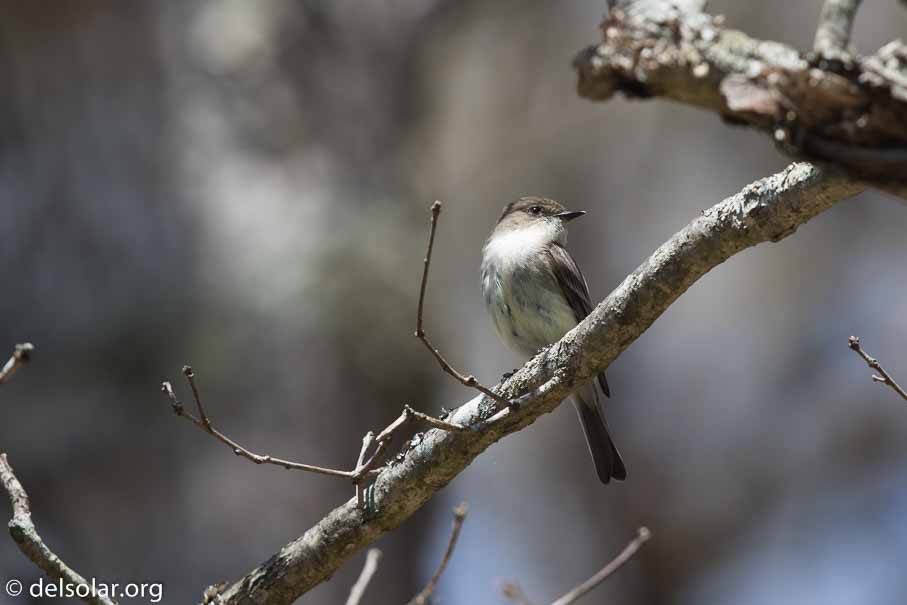 Canon EOS 7D Mark II  --  EF600mm f/4L IS II USM -- 1/800 sec at f / 5.0 -- ISO 160 -- 0 EV -- 