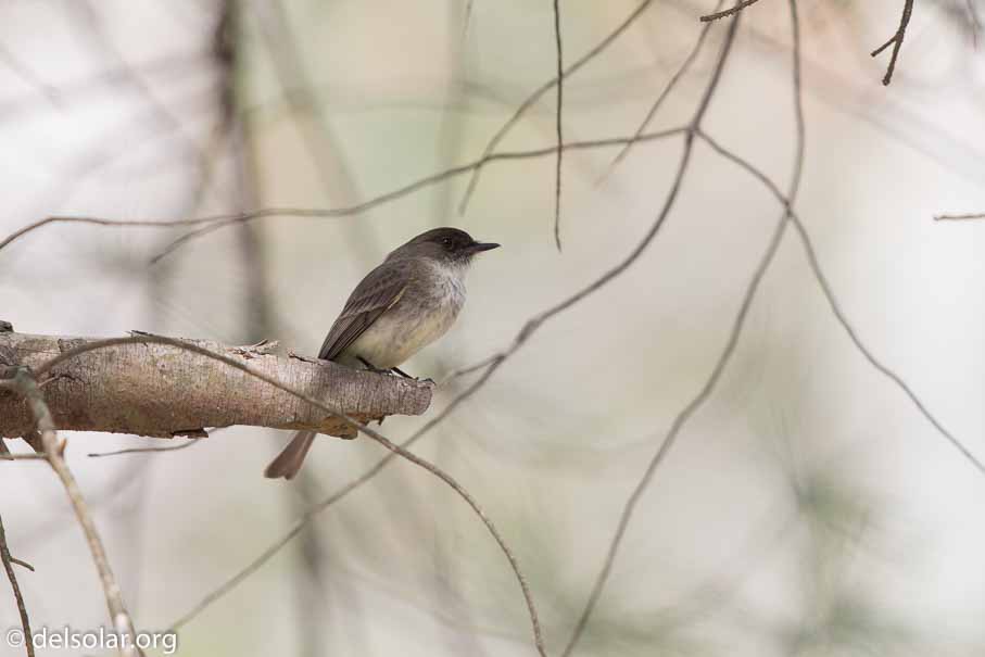 Canon EOS 7D Mark II  --  EF600mm f/4L IS II USM -- 1/250 sec at f / 5.0 -- ISO 200 -- 1 1/3 EV -- 