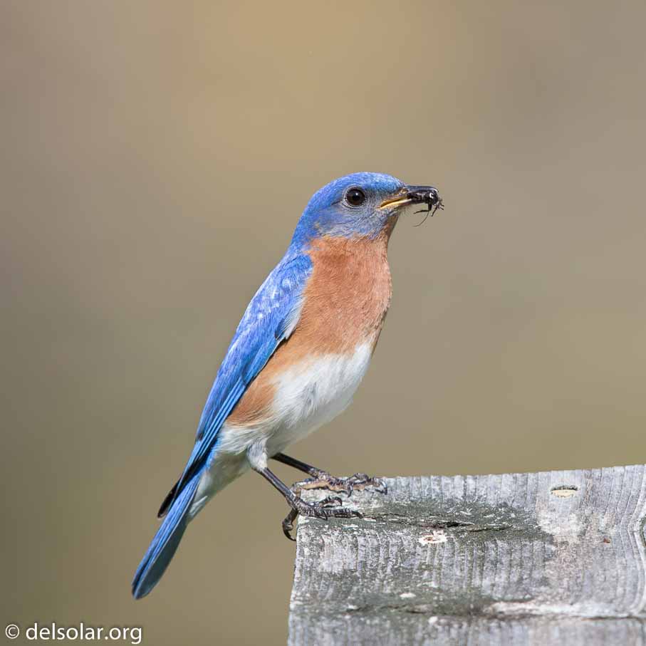 Canon EOS 7D Mark II  --  EF600mm f/4L IS II USM -- 1/320 sec at f / 5.0 -- ISO 100 -- 1 EV -- 