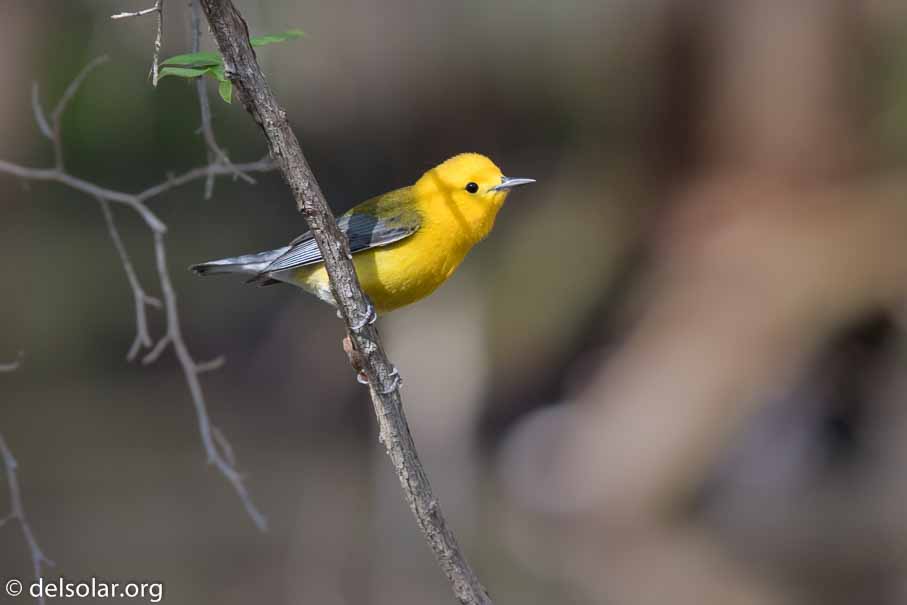 Canon EOS 7D Mark II  --  EF600mm f/4L IS II USM -- 1/160 sec at f / 8.0 -- ISO 800 -- 1/3 EV -- 