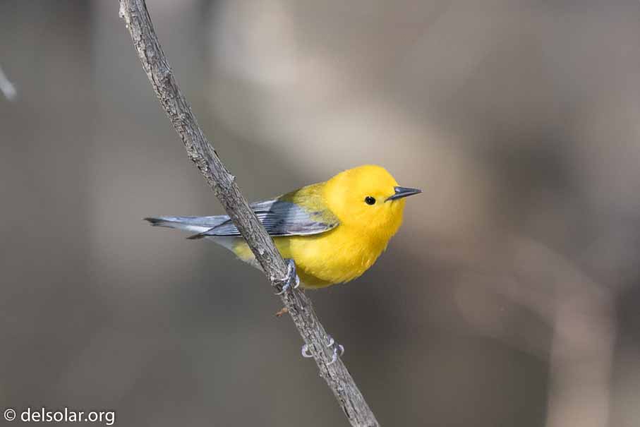 Canon EOS 7D Mark II  --  EF600mm f/4L IS II USM -- 1/200 sec at f / 6.3 -- ISO 800 -- 1/3 EV -- 