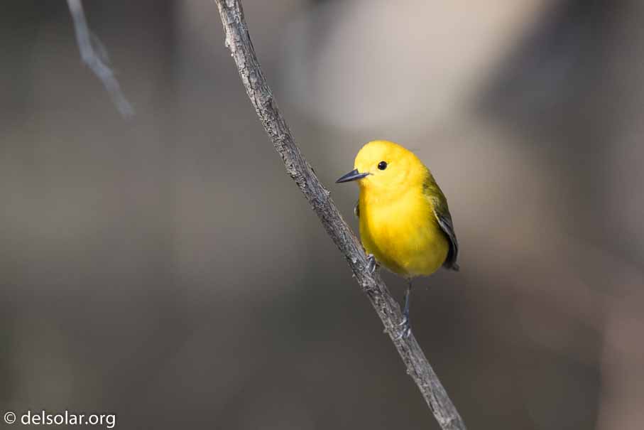 Canon EOS 7D Mark II  --  EF600mm f/4L IS II USM -- 1/400 sec at f / 5.0 -- ISO 800 -- 1/3 EV -- 