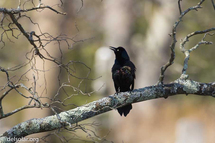 Canon EOS 7D Mark II  --  400 mm  --  EF100-400mm f/4.5-5.6L IS II USM  