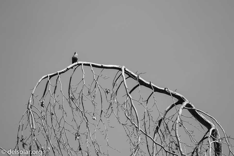 Canon EOS 7D Mark II  --  400 mm  --  EF100-400mm f/4.5-5.6L IS II USM  