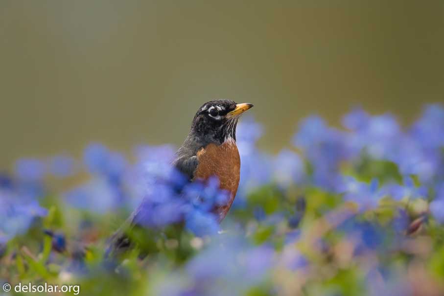 Canon EOS 7D Mark II  --  400 mm  --  EF100-400mm f/4.5-5.6L IS II USM  