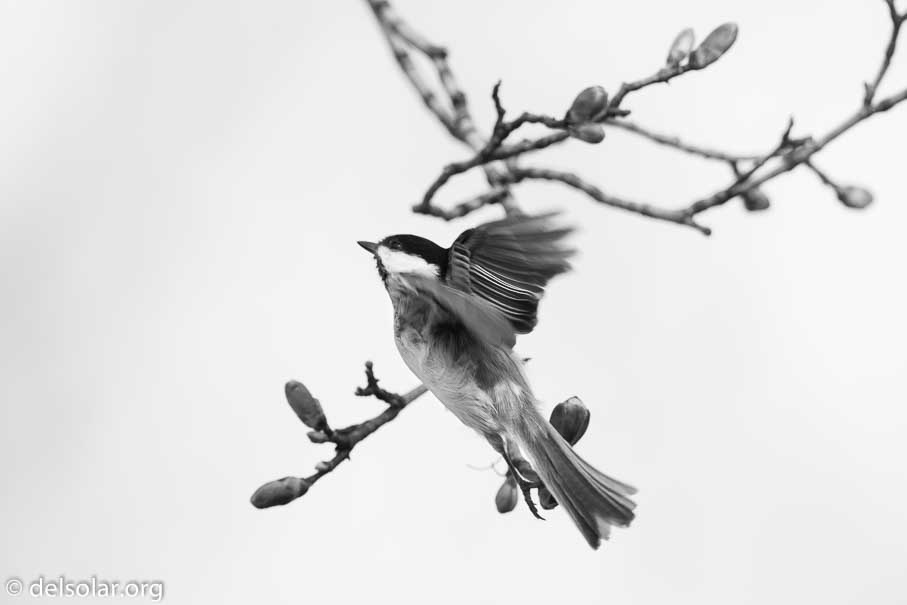 Canon EOS 7D Mark II  --  600 mm  --  EF600mm f/4L IS II USM  