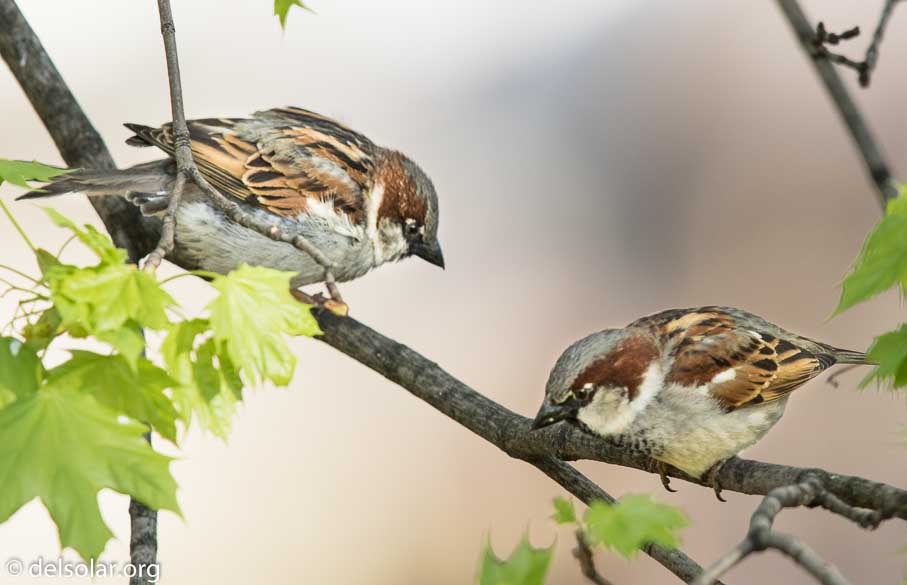 Canon EOS 7D Mark II  --  840 mm  --  EF600mm f/4L IS II USM +1.4x III  