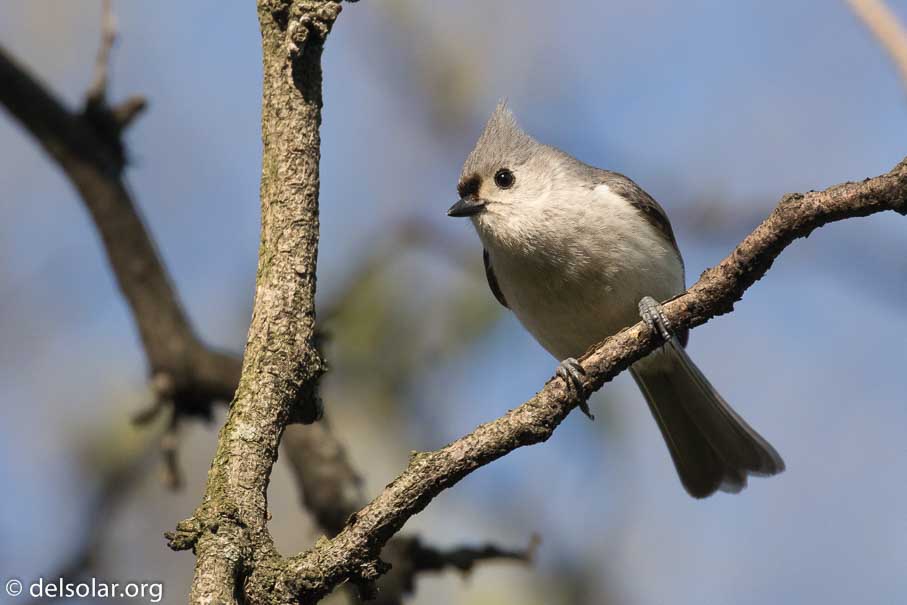 Canon EOS 7D Mark II  --  400 mm  --  EF100-400mm f/4.5-5.6L IS II USM  