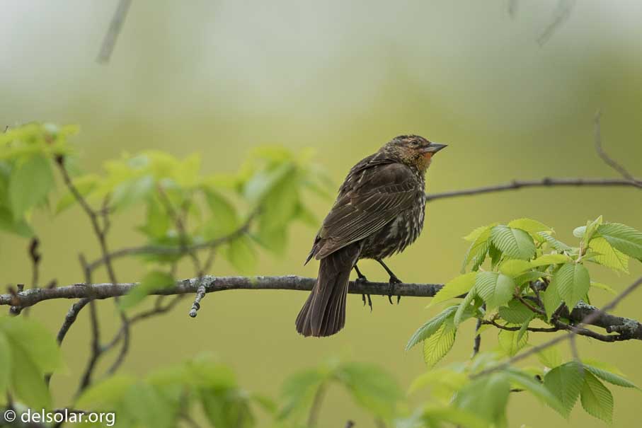 Canon EOS 7D Mark II  --  600 mm  --  EF600mm f/4L IS II USM  