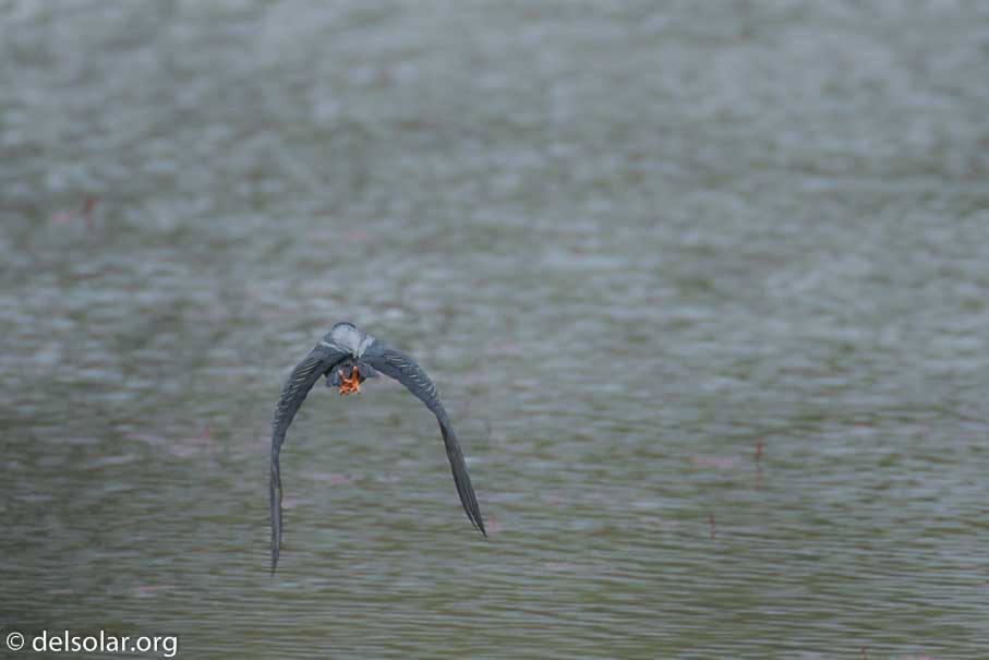 Canon EOS 7D Mark II  --  400 mm  --  EF100-400mm f/4.5-5.6L IS II USM  