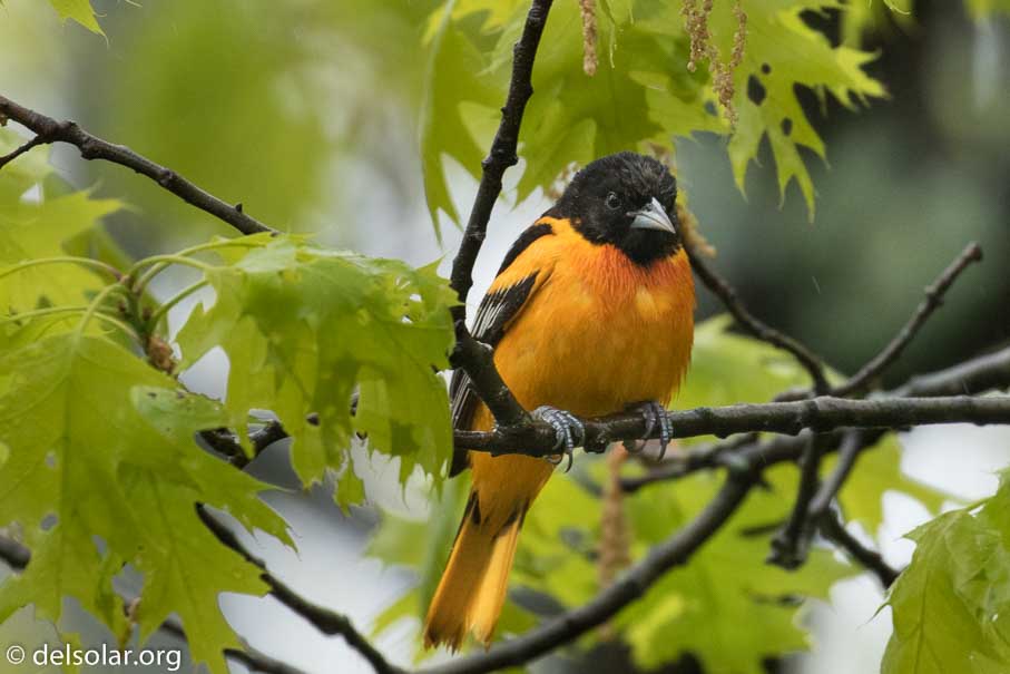 Canon EOS 7D Mark II  --  400 mm  --  EF100-400mm f/4.5-5.6L IS II USM  