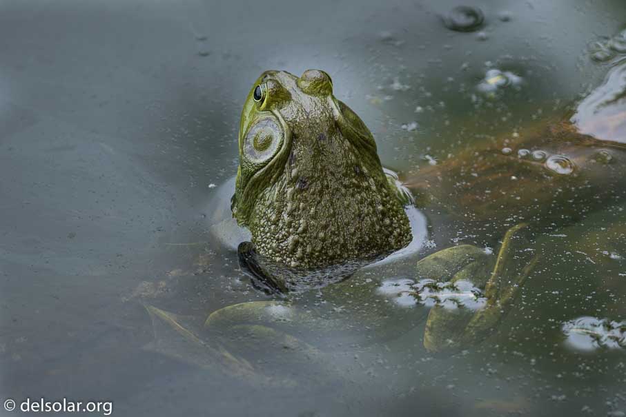 Canon EOS 7D Mark II  --  300 mm  --  EF100-400mm f/4.5-5.6L IS II USM  