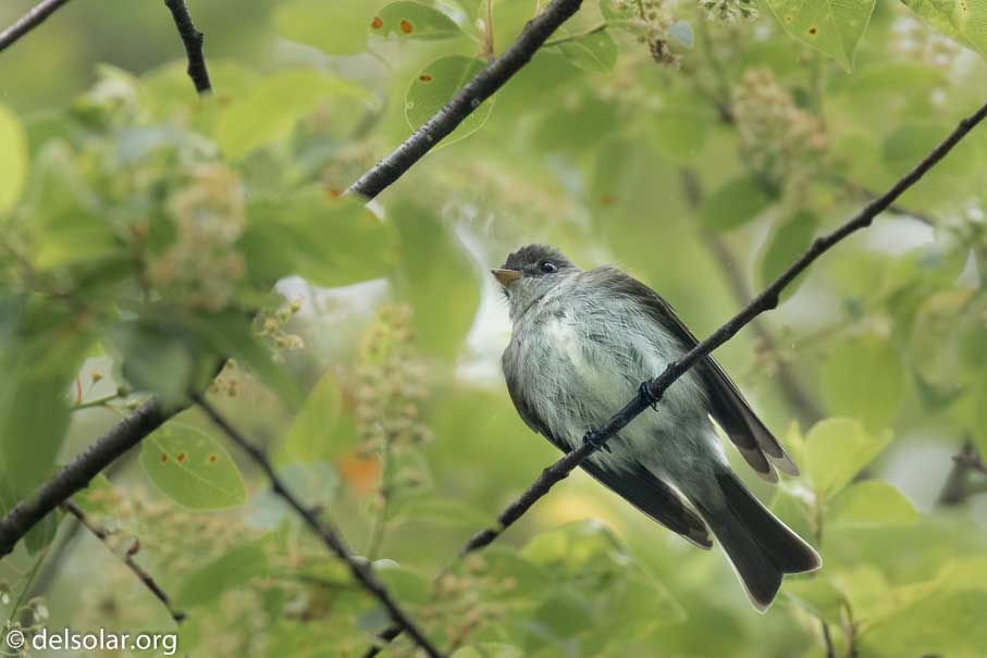 Canon EOS 7D Mark II  --  400 mm  --  EF100-400mm f/4.5-5.6L IS II USM  