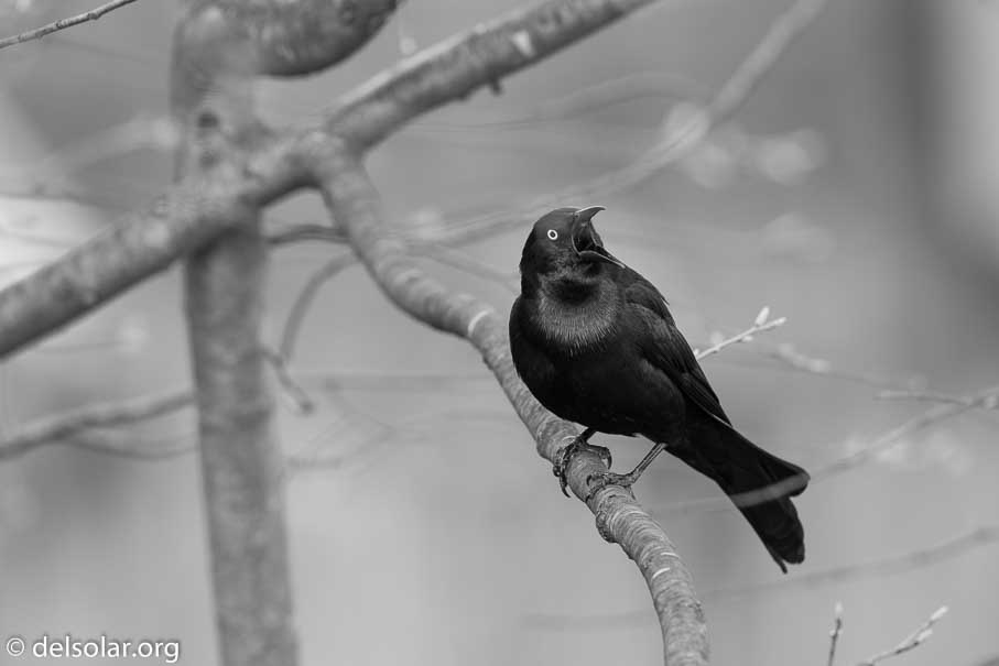 Canon EOS 5D Mark III  --  600 mm  --  EF600mm f/4L IS II USM  