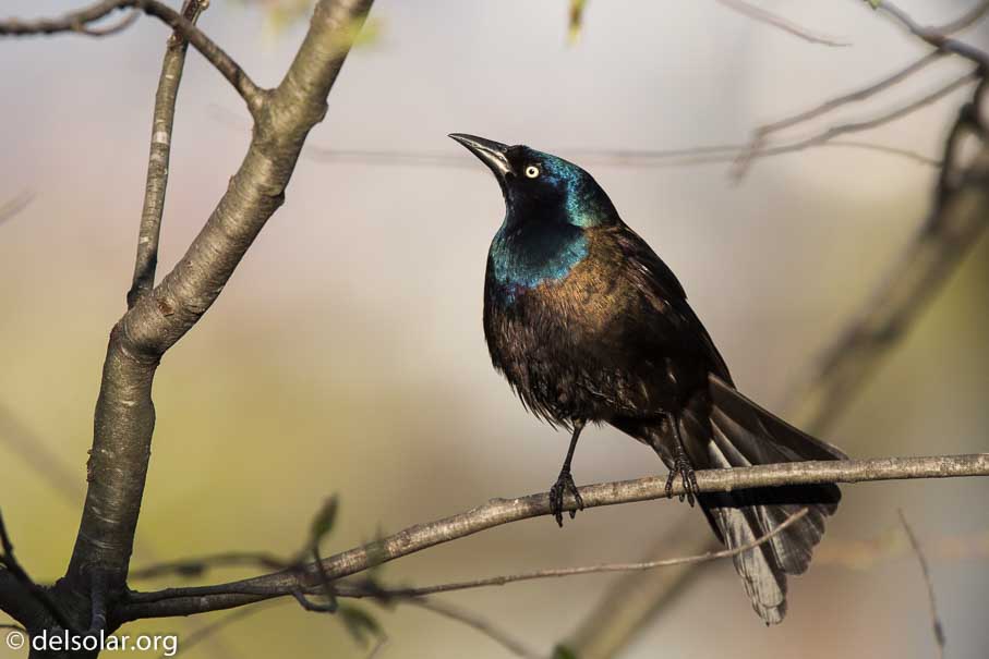 Canon EOS 5D Mark III  --  600 mm  --  EF600mm f/4L IS II USM  